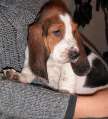 Wunderschöne reinrassige Basset Hound Welpen suchen ein liebevolles Zuhause