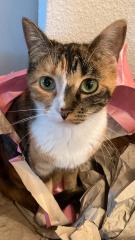 Schlanke Katze vermisst. Hat sie denn niemand gesehen