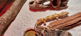 Leopardgecko 2, 5 Jahre alt