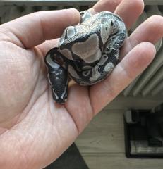 Verschiedene Königspythons zur Abgabe