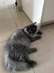 Perser und Angora mix Katzen