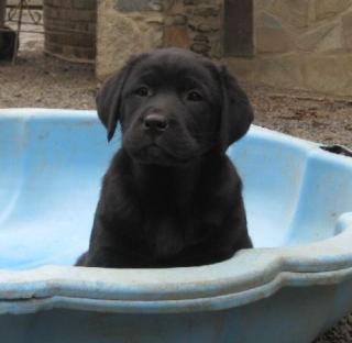 Labradorwelpen m. Pap.