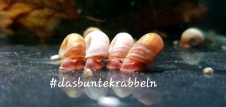 Posthornschnecken PHS