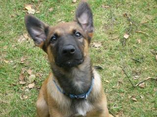 Malinois Welpen