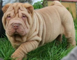 Schöne Sharpeiwelpen
