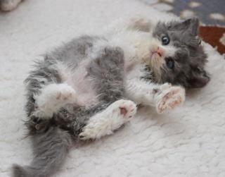 Bezaubernde Selkirk Rex Kitten
