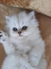 Reinrassige Perserbabys