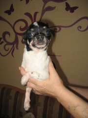 Kleiner Chihuahua Deckrüde
