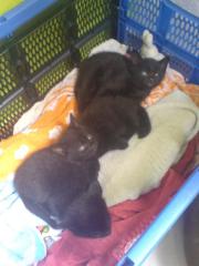 2 Schwarze Babykätzchen ab sofort abzugeben