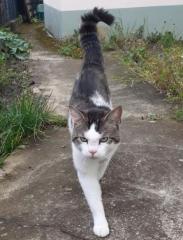 Kater Timmy entlaufen/vermisst