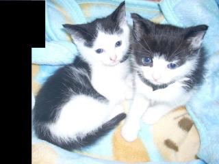 Süße Katzen babys Notfall