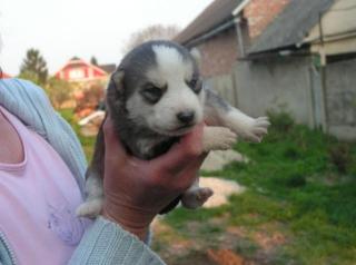 Husky-mix suchen ein neues zuhause