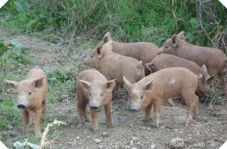 Mangalitza Ferkel rot