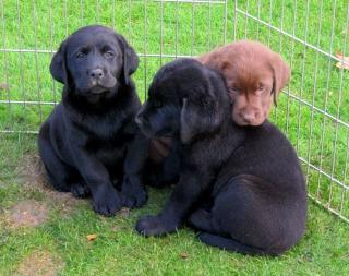 Reinrassige Labrador Welpen gewölft am 28. 07. 2021 mit Papieren