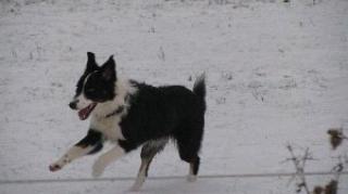 Biete reinrassigen Border Collie Deckrüden O. Papiere