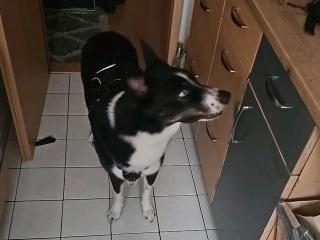 Husky / Australian Shepherd