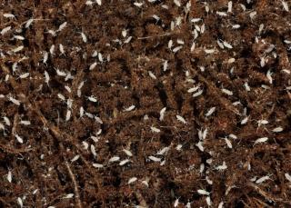 Springschwänze Bodenpolizei für Terrarium Asseln