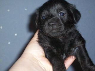 Kleinbleibende Hundebabys suchen ein liebevolles zuhause