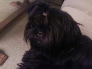 Shi Tzu Hündin