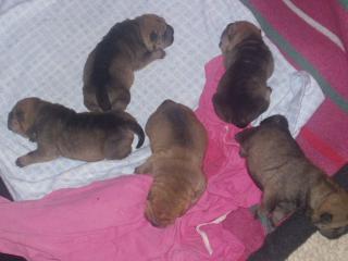 Shar Pei Welpen