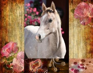 Horse Pro Nature