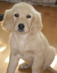 Golden Retriever Welpe-Rüde