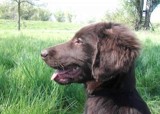 Flat Coated Retriever Welpen in Sicht.