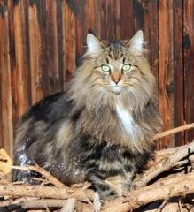 Norwegische waldkatze