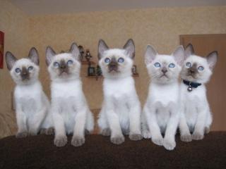 Siam Thai Katzen Reinrassig mit Stammbaum