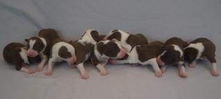 Reinrassige Border Collie Welpen mit Ahnenliste