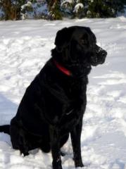 WUNDERSCHÖNER LABRADOR DSH MIX RÜDE MIT VIEL TEMPERAMENT SUCHT NEUES SCHÖNES