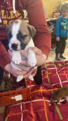Süße old englisch Bulldogge Mischlinge
