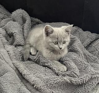 BKH Kitten Blue Katzenbaby grau