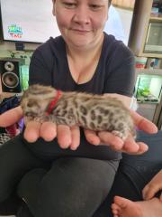 Bengal bengalkatze bengalkitten
