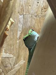 Madagaskar Taggecko abzugeben