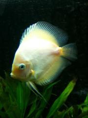 Diskusfische