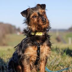 KALINKA - Yorki-Mix weiblich, 1 Jahr, 25 cm, 3. 1 kg, Gechipt, Kastriert