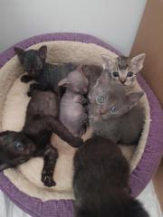 Katzen Babys