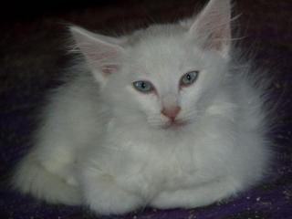 Verkaufe weiße, weibliche Türkisch Angora Kitte mit blauen Augen