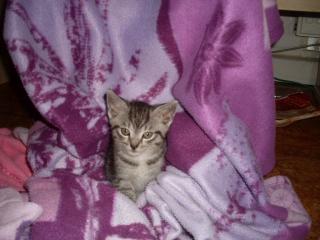 3 BKH Mix Babys