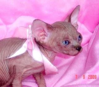 CANADIAN SPHYNX