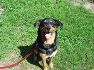 Berner-Appenzeller-Mix