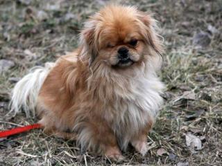 Lolo, ein Pekingese