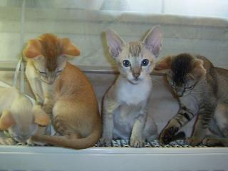 Orientalisch Kurzhaar OKH -MIX Kitten