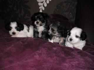 ChihuahuaShi-Tzu/Coton de Tulear Edelmixwelpen
