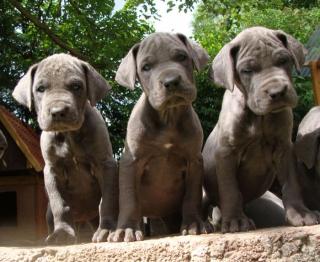 Deutsche Dogge, Doggenwelpen in blau