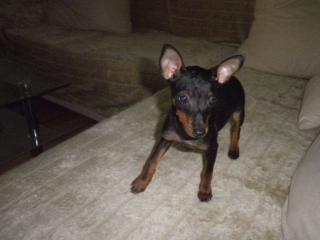 Zwerg Pinscher Rüde