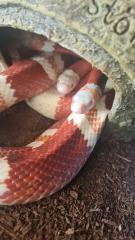 1. 4 Zuchtgruppe Königsnatter Lampropeltis triangulum hondurensis albino, ghost und tangerine