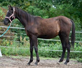 Zweijähriger, roher Trakehner Junghengst