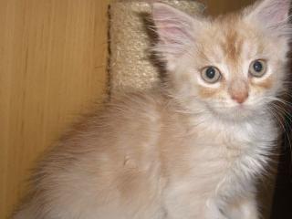 Maine coon Kitten